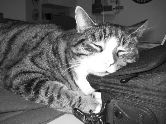 Schnugu 12.01.09