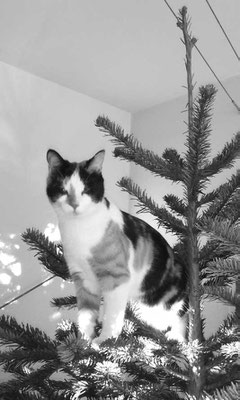 Zora 23.12.14