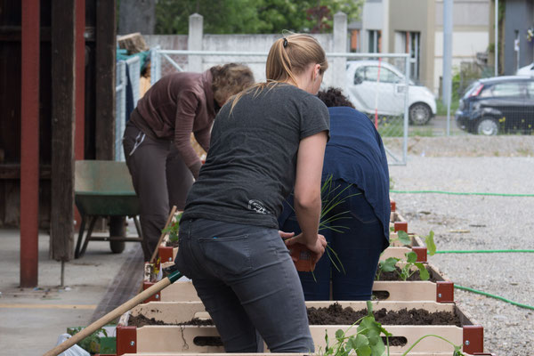 1. Aktionstag:  SBB-Planzkisten Bepflanzung       Fotograf/In: H.Lawson (09.05.2015)