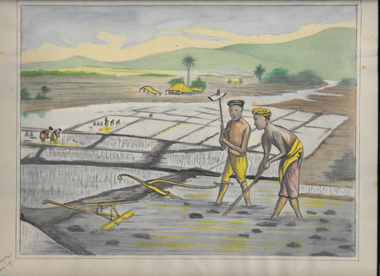 Deze tekening van een sawah in Nederlands-Indië maakte Cees van Meerkerk in 1919, hij was toen nog maar 16 jaar oud.