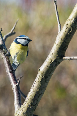 Mésange bleue   prise en photo par un hôte depuis le séjour 