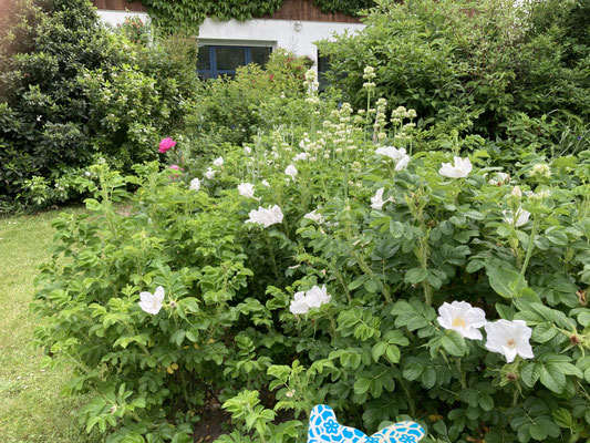 Rosiers Rugosa Alba *la façade du gîte a été rénovée depuis  en mars 2025