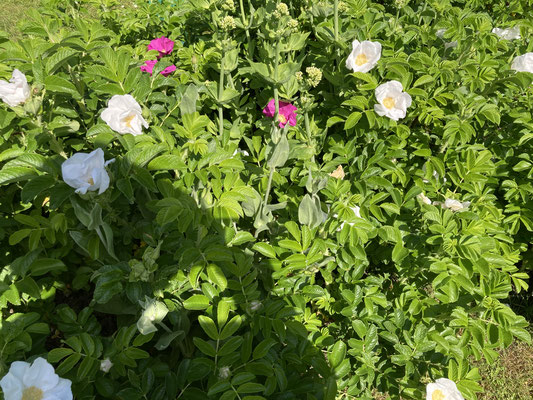 Rosiers Rugosa Alba 