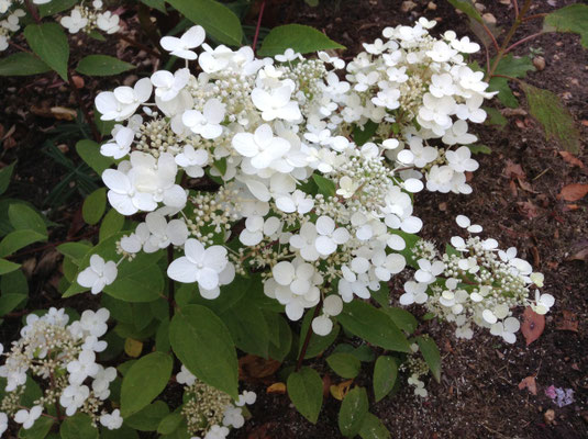 Hydrangéa quercifolia "Snow Flakes "