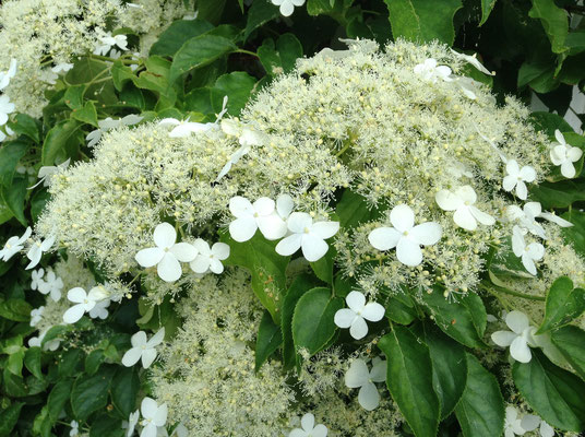 En Mai/Juin à l'entrée de la chambre Fleur de l'hydrangéa grimpant aux senteurs sublimes de vanille !
