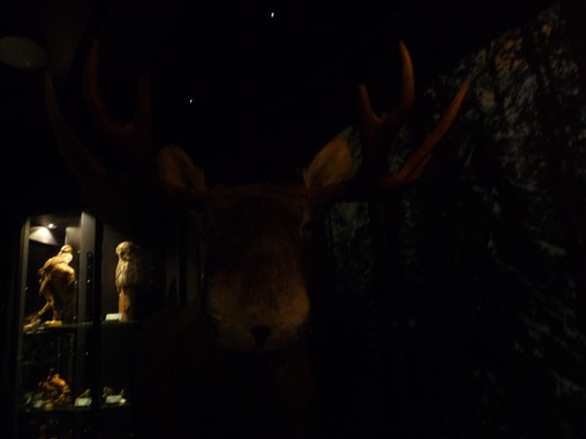 Im Naturkundemuseum ist es zu dunkel. Soll ein Elch sein.