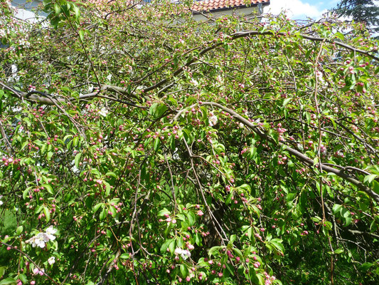 Der Zierapfelbaum, vor 22 Jahren gepflanzt, wird immer üppiger, ich freue mich schon auf die Blüte!