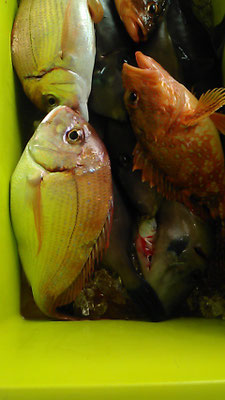 タイ２－３匹、カサゴ２－３匹、カワハギ２５匹