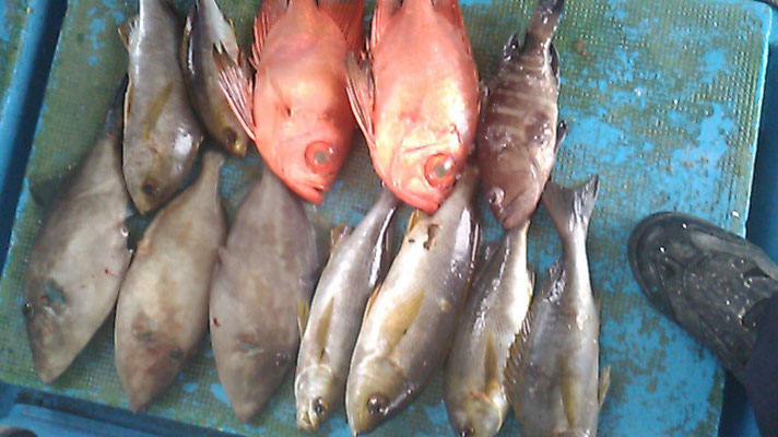 釣りの記録 その２ 山陰 浜田 魚釣り イカ釣り 釣り