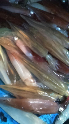 釣り上げたばかりのイカ　バラで