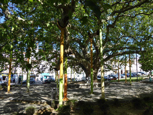 Plantane in Portalegre, größter Baum der iberischen Halbinsel
