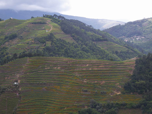 Weinterassen am Douro