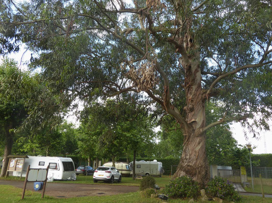 CP Laredo - ein riesiger Eukalytusbaum steht mitten auf dem Platz