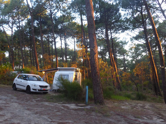 Camping im Pinienwald