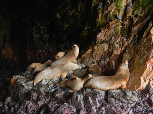 Seelöwe in den Ballestas Inseln - Paracas Naturpark