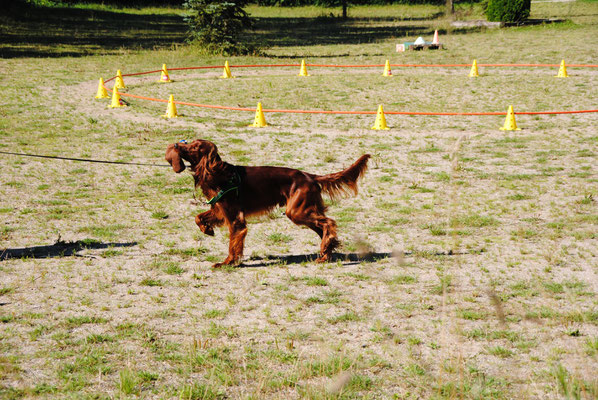 Hundeschule in Ludwigsburg, Gruppenkurse, Longieren, Hundetraining