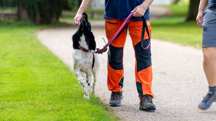 Hundeschule, Hundetraining, Welpenschule