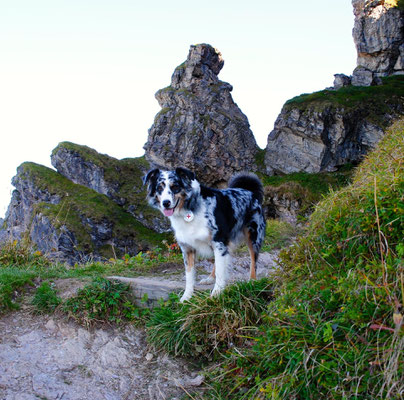 Hundeschule, Hundetraining, Gesundheitsberatung für Hunde, Gesundheit Hund, Entspannter Hund