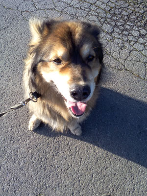 Leo - Ein Bär von Hund und sehr symphatisch. Kann vom spazieren gehen nicht genug bekommen.