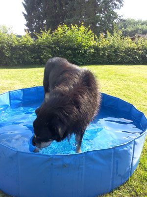 Lion 17 Jahre. Eine Abkühlung im Pool. "Habe leider keine Zeit ich muß tauchen um den  Ball wieder raus zu holen den Claudia dort reingeworfen hat. Macht super Spaß"