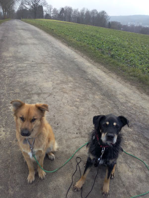 Willi und Lion zwei aufgeweckte Hunde mit einem Altersunterschied von 14 1/2 Jahren.