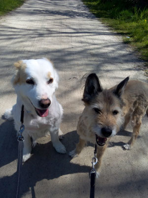 Sally und Emma - An diesem Tag war es sehr warm, gut das sie einen Tag zuvor den schnellen Schnitt mit der Scherrmaschine von ihrer Besitzerin bekommen haben.