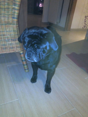 Lewis - Ein super Hund der gerne das Kommando übernehmen will.