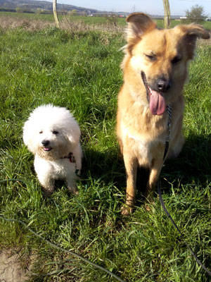 Diego und Willi. Diego mochte am Anfang keine großen Hunde. Aber dann kam unser Willi und wie man sieht sind das jetzt gute Freunde.