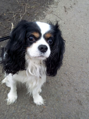 Charly - Ein Hund der noch viel Vertrauen zu anderen Hunden braucht.
