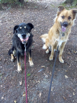 Lion und unser Willy beim gemeinsamen Spaziergang. Die beiden sind dicke Kumpels.
