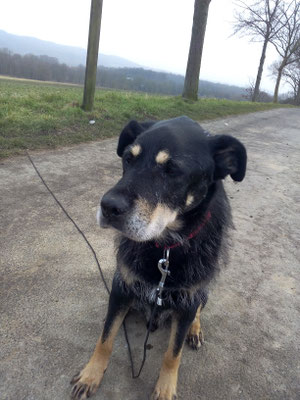 Lion,  sehr lieb und mit seinen 17 Jahren ein sehr lebenslustieger Kerl.