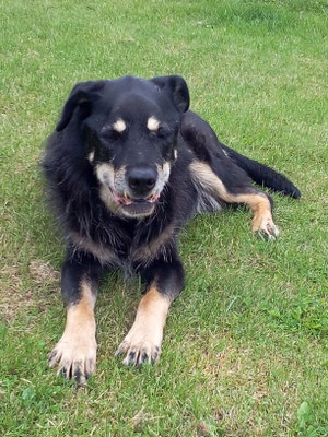 Lion - dieser Hund erstaunt mich immer wieder, wie gerne er Gassi geht obwohl er schon 17 Jahre ist.