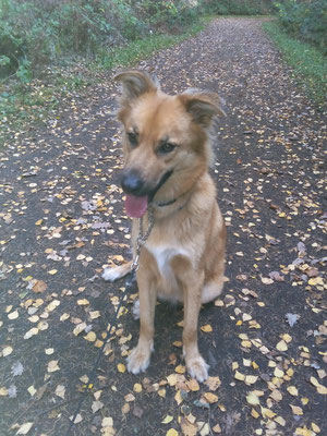 Willi - Unser lebensfroher Hund,  schaut wo noch ein anderer Hundekumpel zum spielen sein könnte.