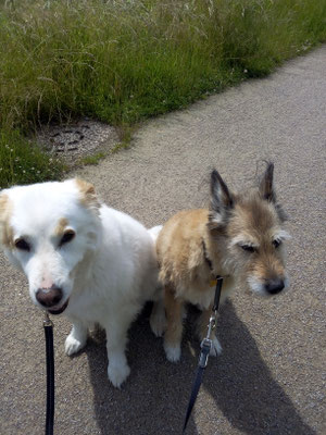 Sally und Emma - das Fell ist nachgewachsen . Sehen sehr gut aus, was die beiden Mäuse auch genau wissen.