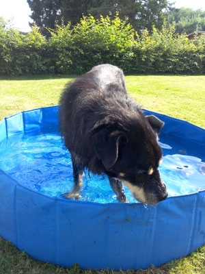 Lion 17 Jahre 