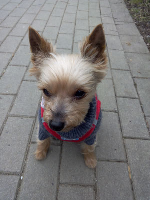 Emil, schick schick nach dem Besuch mit mir beim Hundefriseur.