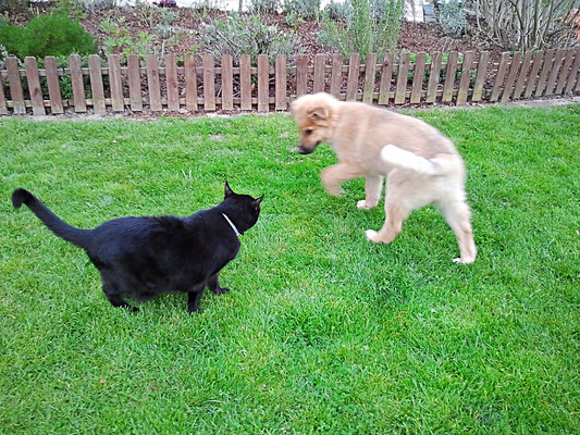 Willi als Welpe mit dem alten Kater Grisu.