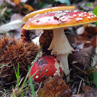 Gut beschirmter Nachwuchs