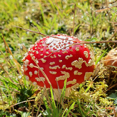 Dieser Fliegenpilz ist eher Schon im Teenageralter: Der Schirm ist weiter geöffnet, die weiße Hülle hat sich in Flecken aufgelöst.