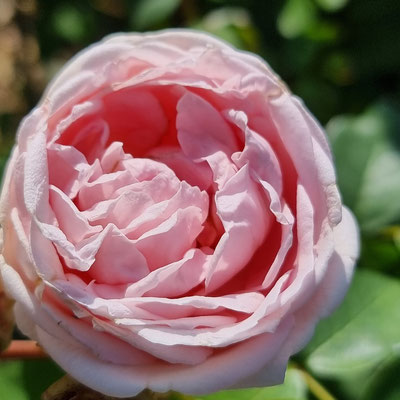 Ehrenpreis für die beste Duftrose: "Mauritia"