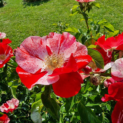 "Marburg 800", eine zweifarbige Rose, erhielt den Ehrenpreis der Stadt Zweibrücken.