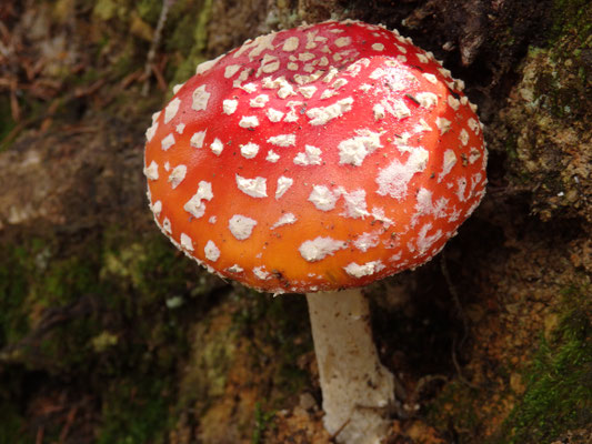 Ein Prachtexemplar von Fliegenpilz