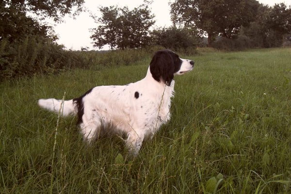 Bonny von der Kuhle