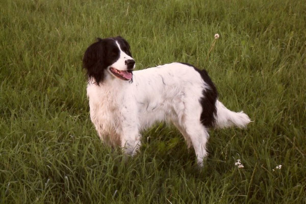 Bonny von der Kuhle