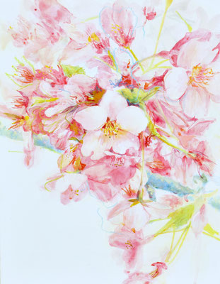 SAKURA05　31.8×41cm 2017