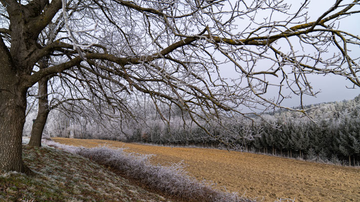 Erster Reif auf der Sommerau/Grafenschachen