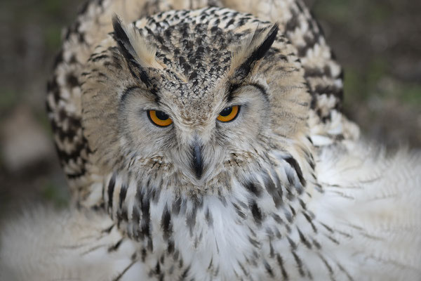 Bubo Bubo - Königin der Nacht