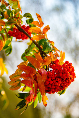 Herbstfarben