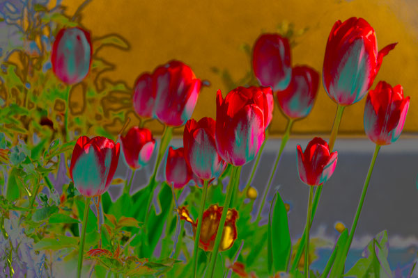 Special Flowers 4
