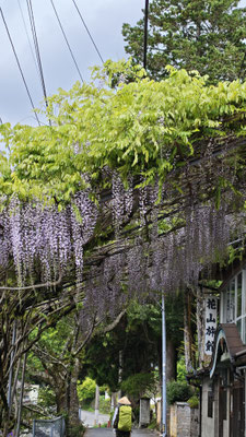 花山旅館の藤の花